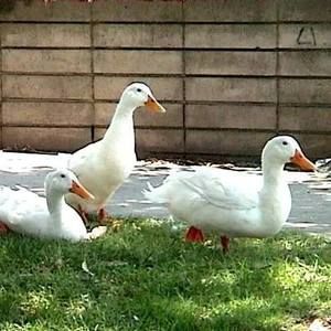 Meet your Posher, Sabina